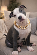 Luxury Dog Cuban Link Dog Chain