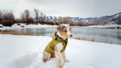 🐾 THE HEALTHY DOG ROUTINE GUIDE
